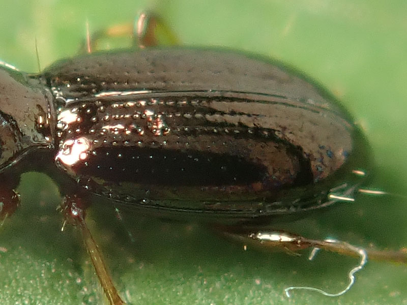 Carabidae: Metallina lampros? quasi... Metallina properans